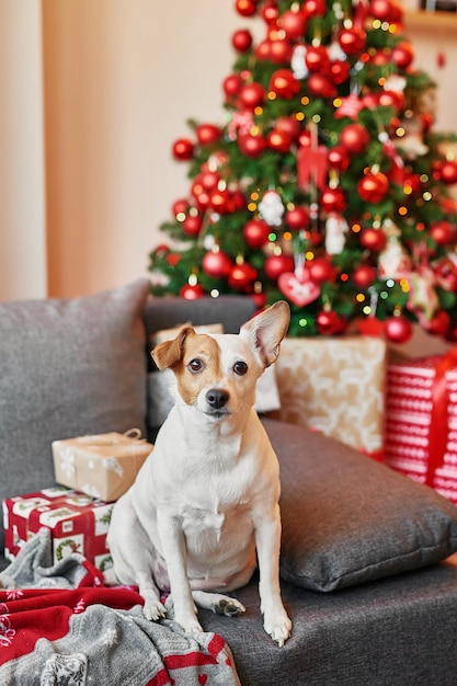 Jack Russell Terrier su sfondo di Capodanno.