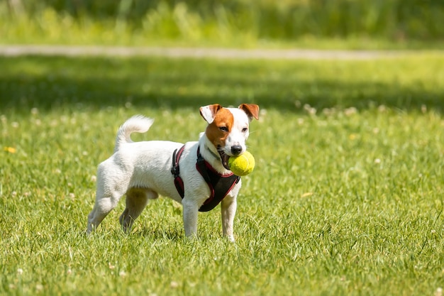 Jack Russell Terrier sull'erba