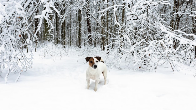 Jack Russell Terrier Un cane purosangue cammina in un parco pubblico Animali domestici