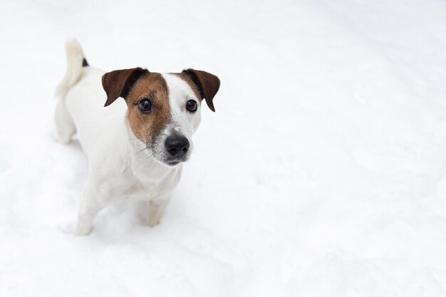 Jack Russell Terrier Un cane purosangue si trova nella neve Animali domestici