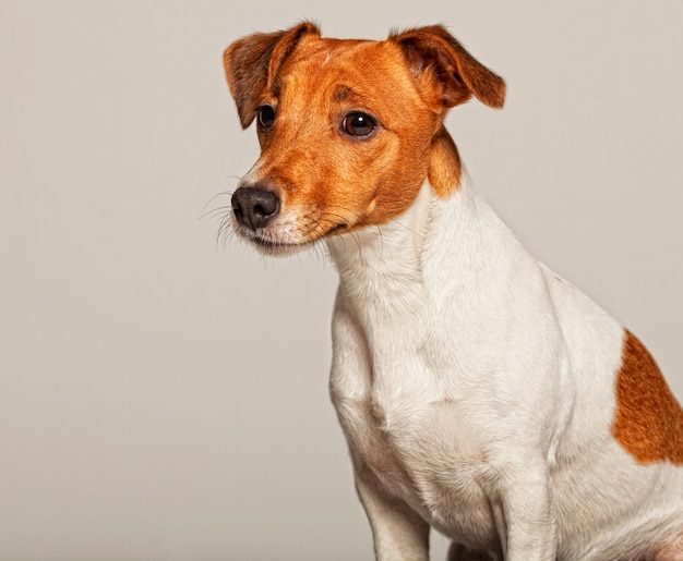 Jack Russell Terrier