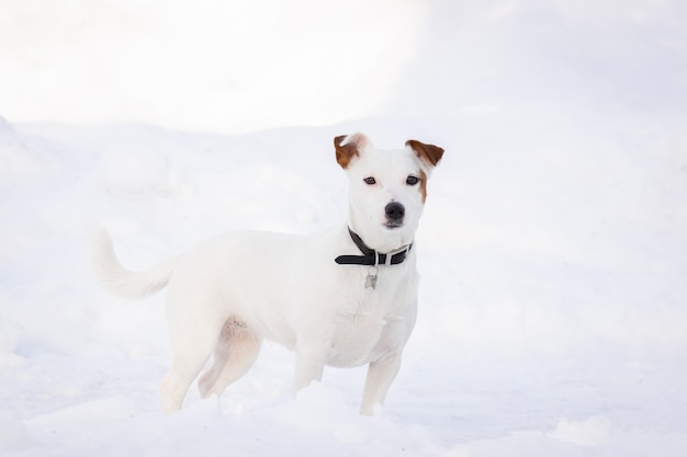 Jack Russell Terrier