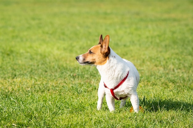 Jack Russell Terrier