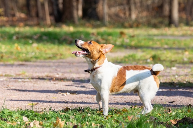 Jack Russell Terrier