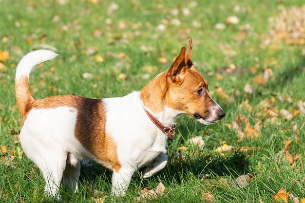 Jack Russell Terrier