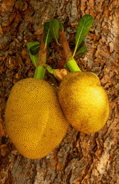 Jackfruit a Mamanguape Paraiba Brasile