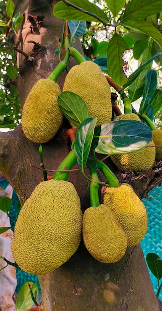 Jackfruit è un frutto che è un frutto che si chiama jackfruit.