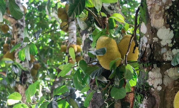 Jackfruit noto come jaca appeso a un albero di jackfruit Frutto famoso dal Brasile Specie Artocarpus heterophyllus