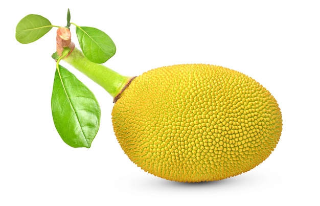 Jackfruit su sfondo bianco