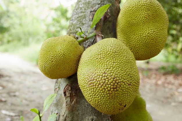 Jackfruit sull&#39;albero