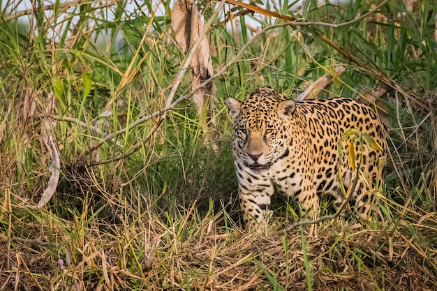 Jaguar che cammina in natura. fauna selvatica nel pantanal.