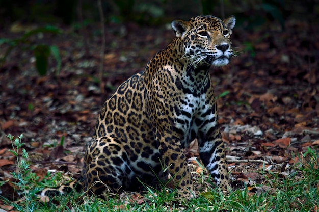 Jaguar che si rilassa sul campo
