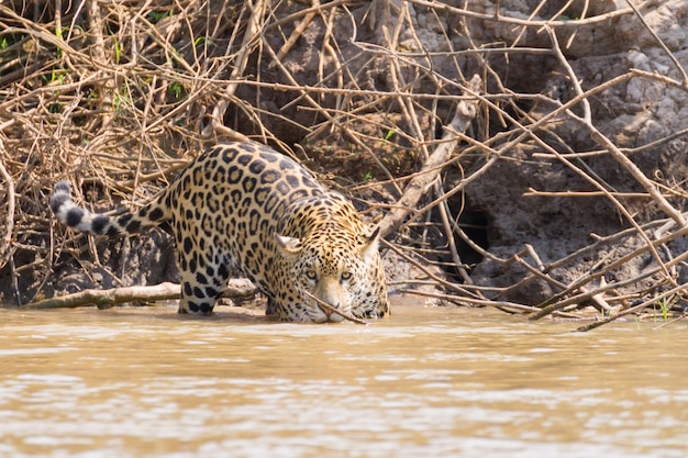 Jaguar di Pantanal, Brasile. Fauna selvatica brasiliana