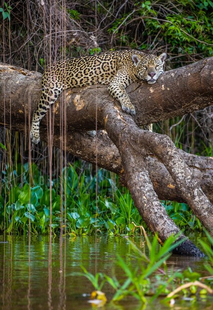 Jaguar giace su un pittoresco albero sopra l'acqua nel mezzo della giungla.