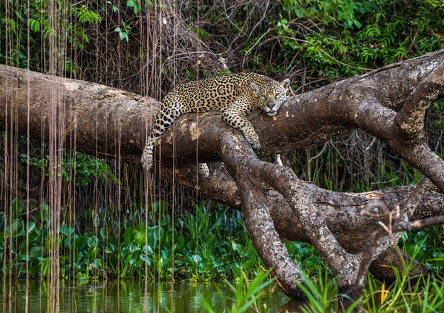 Jaguar giace su un pittoresco albero sopra l'acqua nel mezzo della giungla.