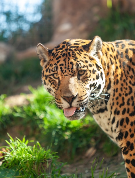 Jaguar mostra la lingua