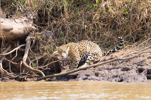 Jaguar sulla sponda del fiume dal Pantanal, Brasile. Felino brasiliano selvaggio. Natura e fauna selvatica