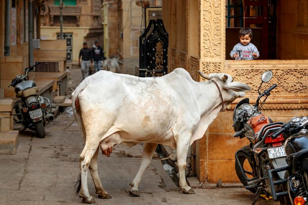 Jaisalmer India, 6 gennaio 2020: Una mucca in una strada cittadina è interessata a un bambino alla finestra.