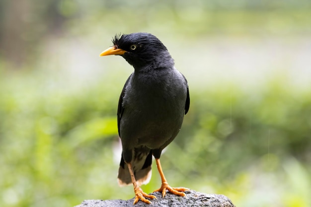 Jalak kebo Acridotheres javanicus uccello primo piano sulla roccia