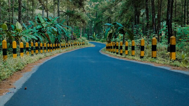 jalan aspal di tengah hutan pinus