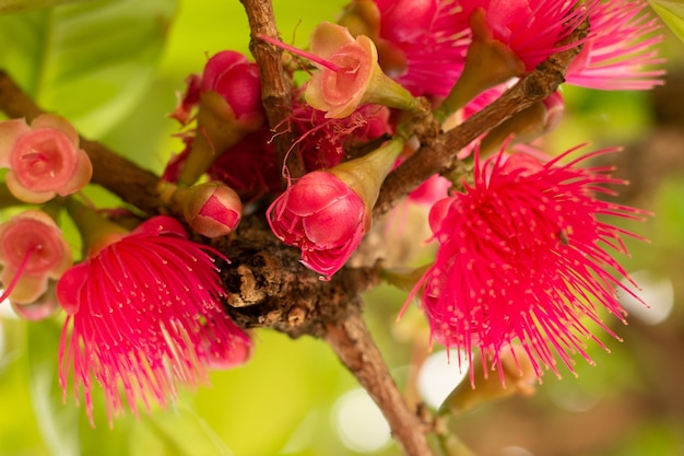 Jambo fiori su un albero