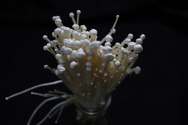 Jamur enoki Enoki è un fungo noto per il suo ruolo nella cucina giapponese o enokitake