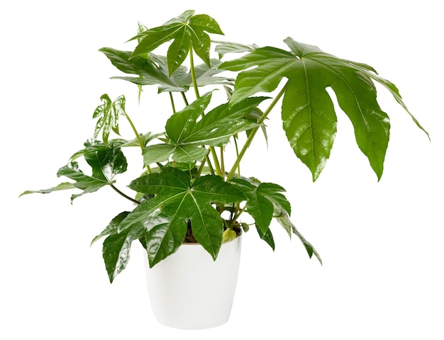 Japonica in vaso ornamentale di Fatsia isolato su bianco