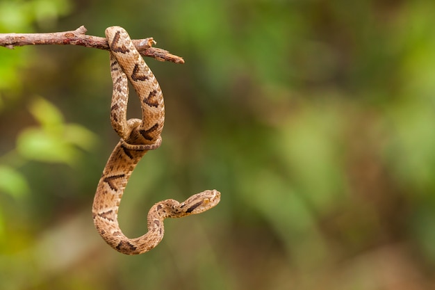 Jararaca di Bothrops su un ramoscello