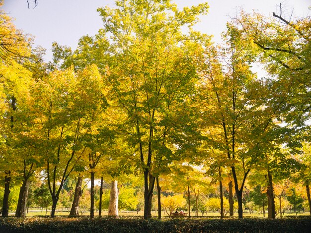 Jardin de Aranjuez foreste nella stagione autunnale Madrid Spagna