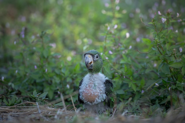 Jardine Parrot Poicephalus Gulielmi xAbaby uccello sullo sfondo dell'erba verde