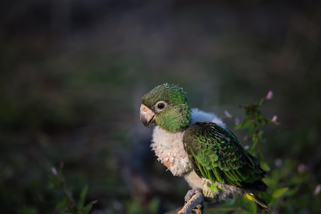 Jardine Parrot Poicephalus Gulielmi xAbaby uccello sullo sfondo dell'erba verde