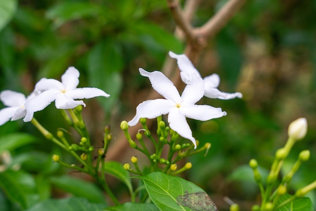 Jasminum sambac Gelsomino arabo o gelsomino Sambac