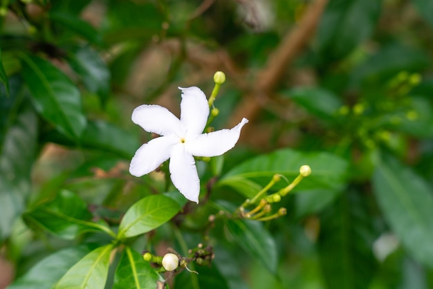 Jasminum sambac Gelsomino arabo o gelsomino Sambac