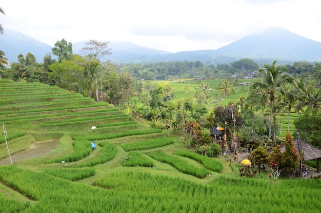 Jatiluwih terrazze di riso e piantagione a Bali Indonesia