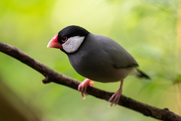 Java Sparrow