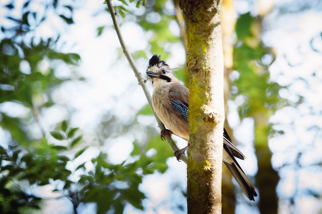 Jay bird nella riserva al mattino presto