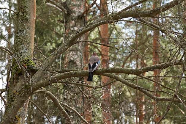 Jay bird si siede su un ramo e posa