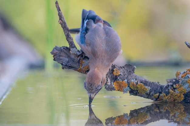 Jay eurasiatico Garrulus glandarius Cordoba Spagna