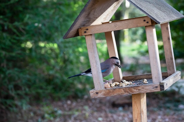 Jay garrulus glandarius nella natura un uccello con le ali blu mangia cibo in una casa di legno