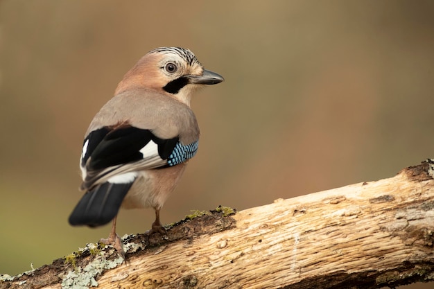 Jay in una foresta di querce e pini mediterranea con l'ultima luce del pomeriggio