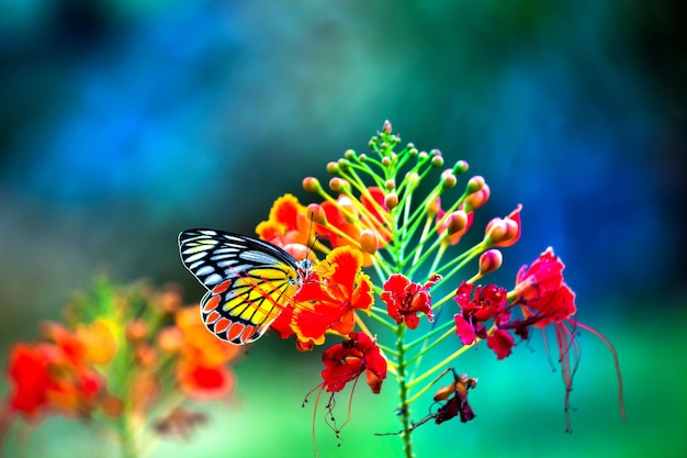 Jezebel Butterfly o (Delias eucharis) in appoggio sulla Royal Poinciana pianta di fiori in un morbido sfondo verde