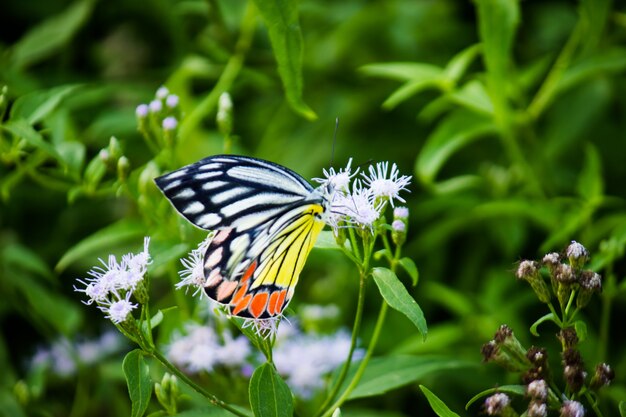 Jezebel Butterfly o (Delias eucharis) sulla pianta del fiore durante la primavera