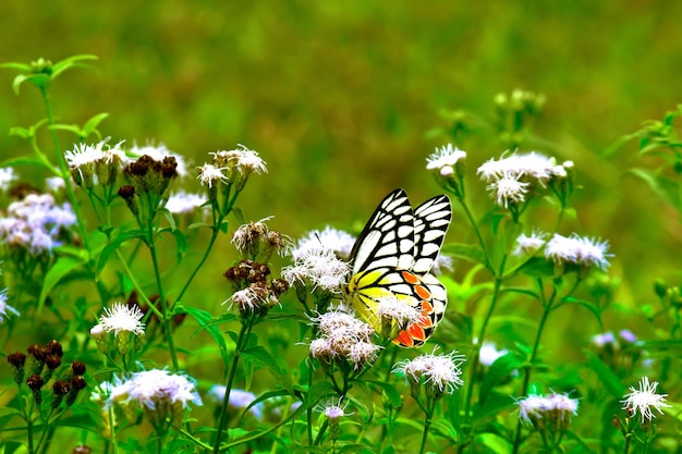 Jezebel farfalla in visita alle piante da fiore per il nettare durante la stagione primaverile in India