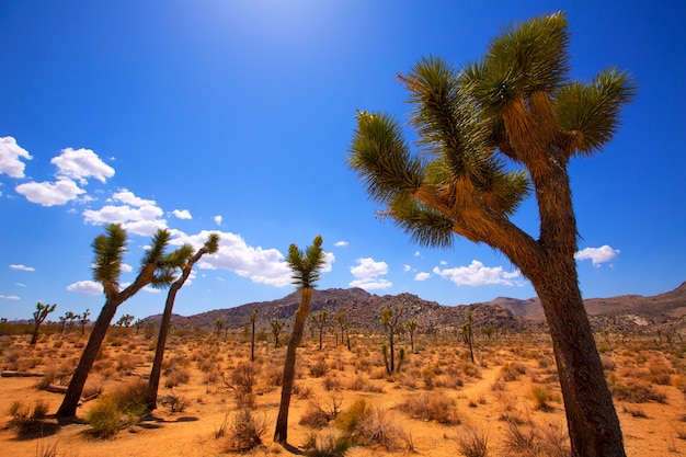 Joshua Tree National Park Yucca Valley Mohave deserto California