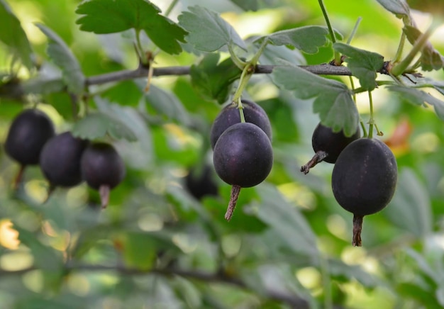 Jostaberry (Ribes × nidigrolaria) ibrido di ribes nero e uva spina in giardino.