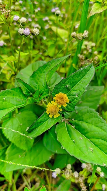 jotang getang o roll flowers sono membri della tribù delle Asteraceae