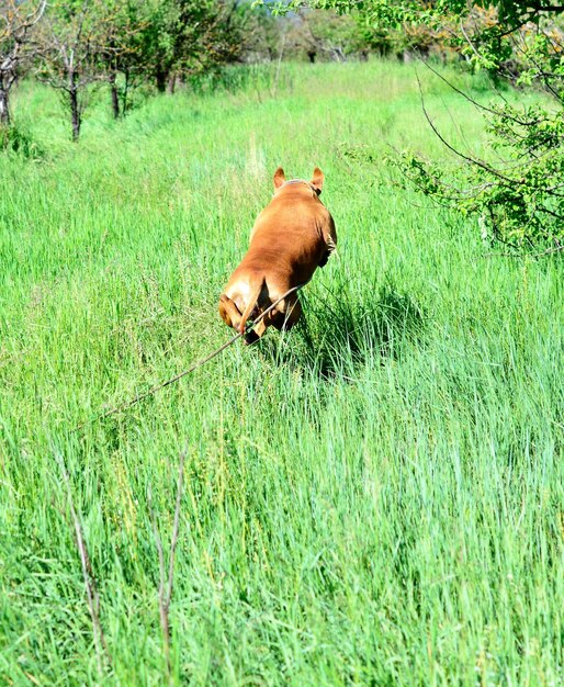 Jumping amstaff cane in un'immagine di erba di un