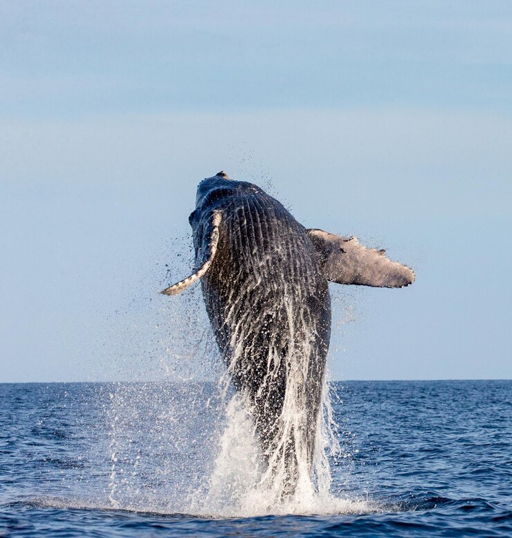 Jumping megattera Megaptera novaeangliae Messico Mare di Cortez Penisola della California