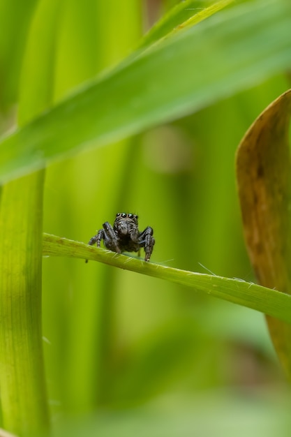 Jumping spider (Salticidae) seduto su un filo d'erba.