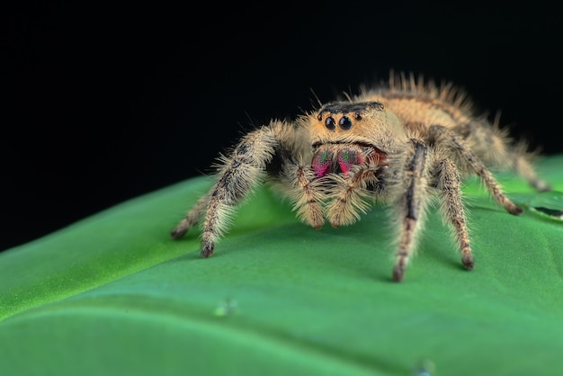 Jumping spider su una foglia verde